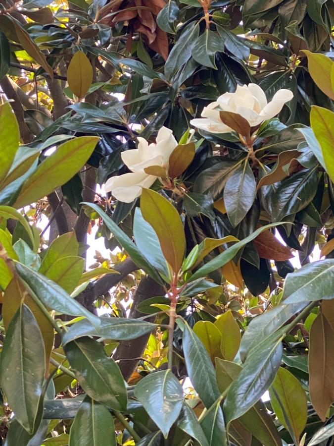Le Magnolie Panzió Santa Margherita Ligure Kültér fotó